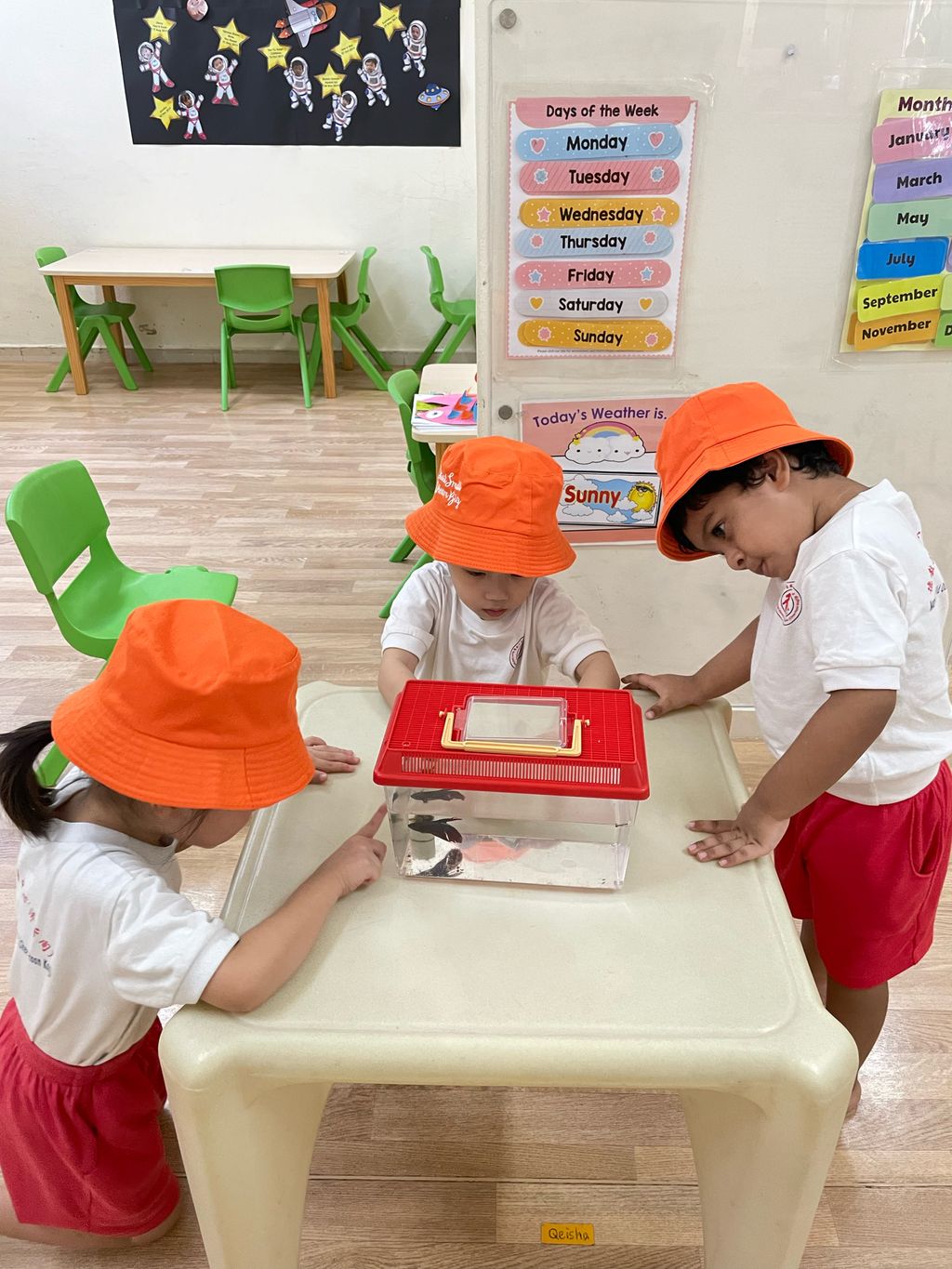学习如何照顾宠物鱼,成为一个好主人