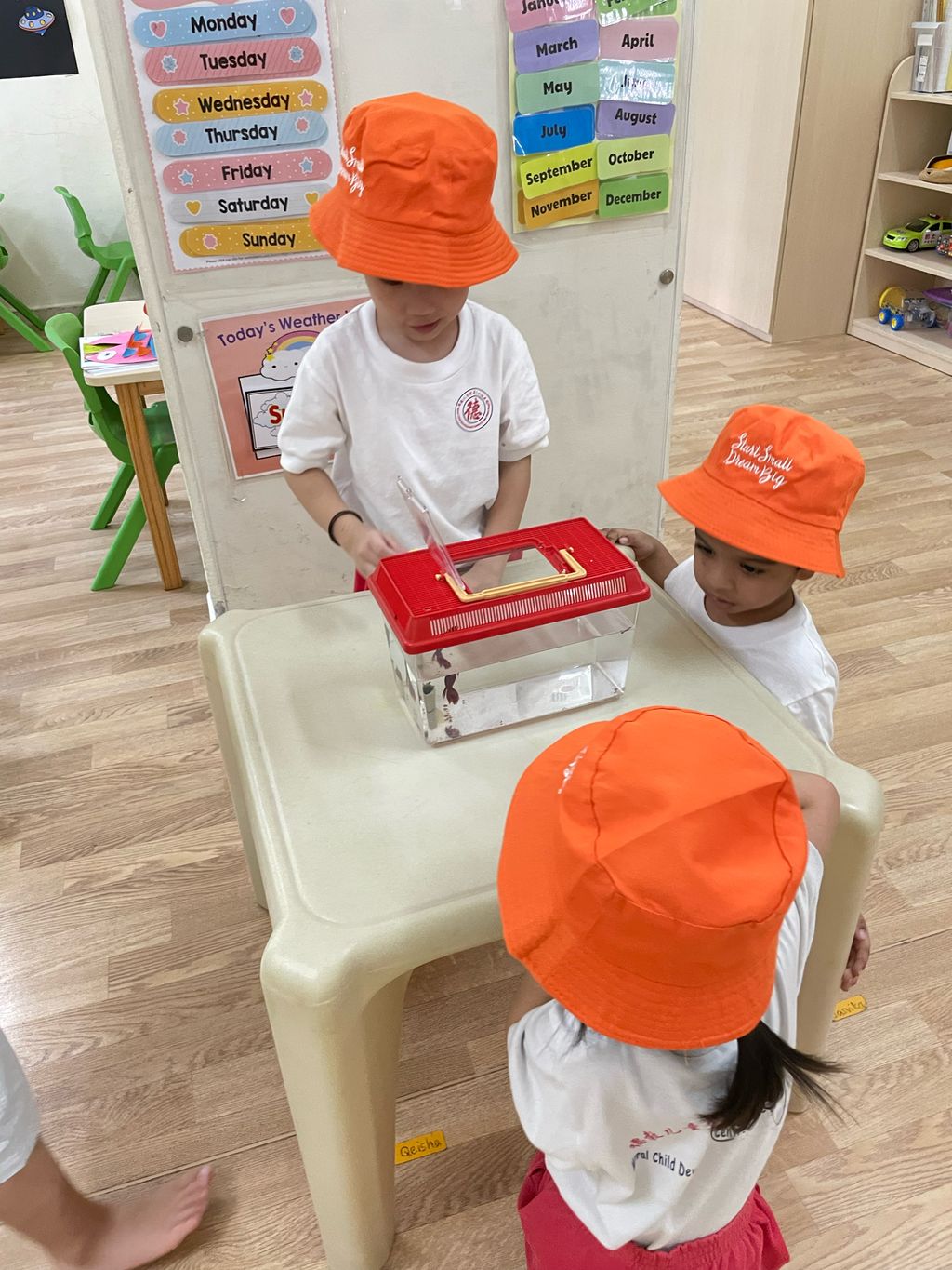 学习如何照顾宠物鱼,成为一个好主人 — photo 2