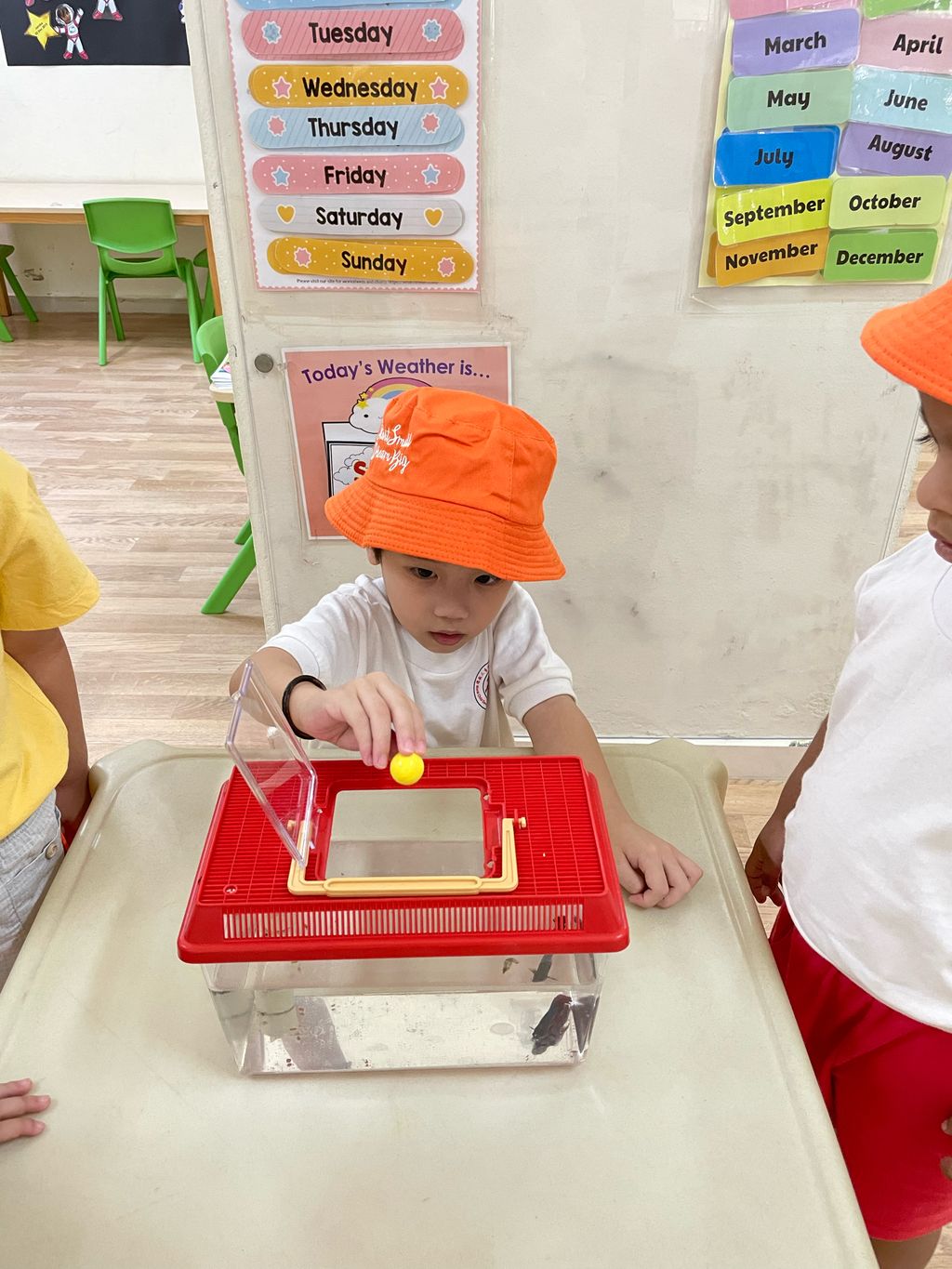 学习如何照顾宠物鱼,成为一个好主人 — photo 3