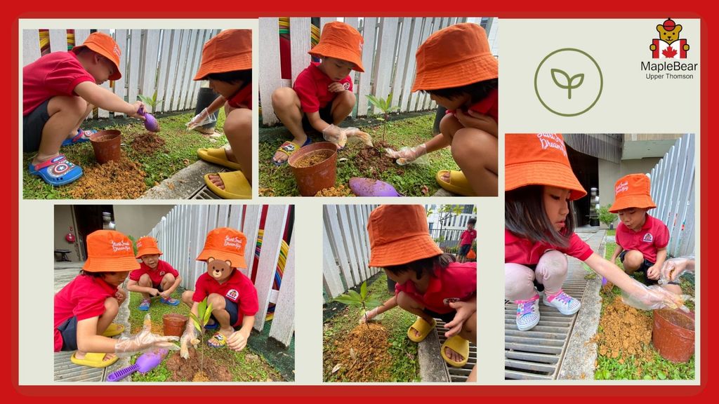 MapleBear Upper Thomson x SSDB - Part 3: Tree planting day — photo 4