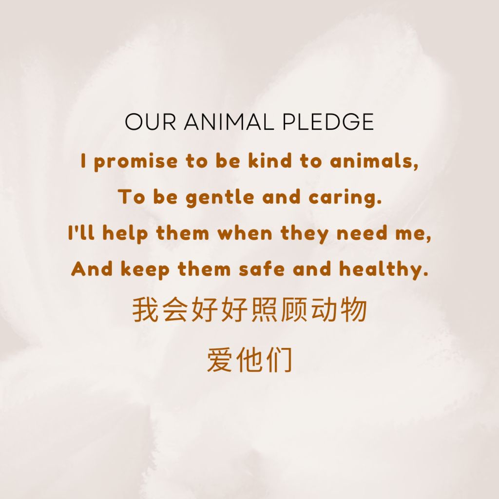 SSDB Launch Party 2024: Compassion for All Paws! — photo 2