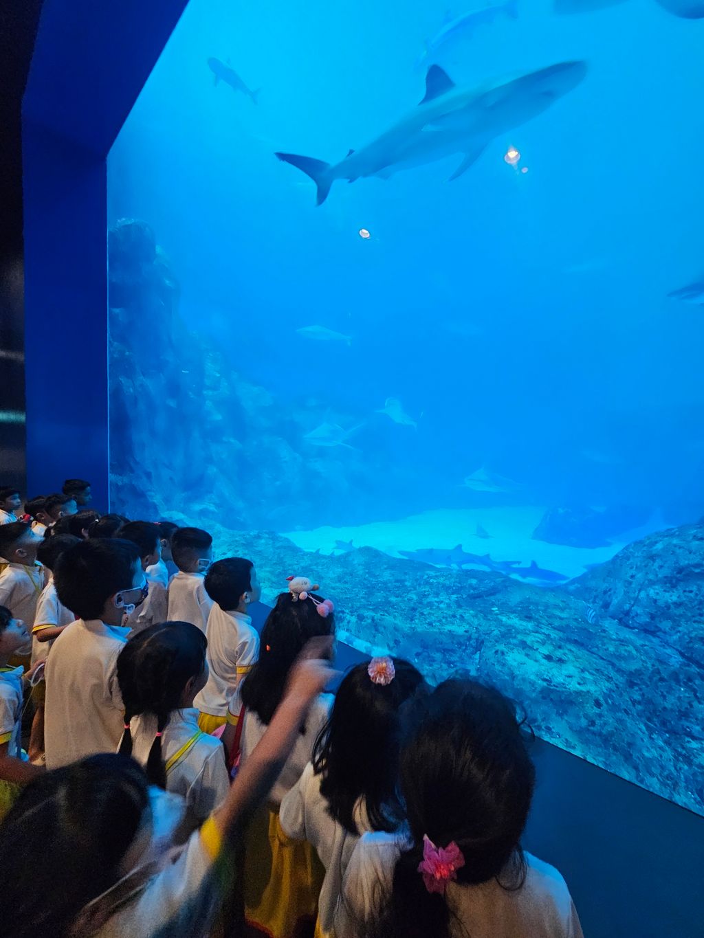 SSDB 2024: WEST ROCK THINKS BLUE, GOES GREEN! - Guided tour @ Resort World Sentosa, Sea Aquarium — photo 2