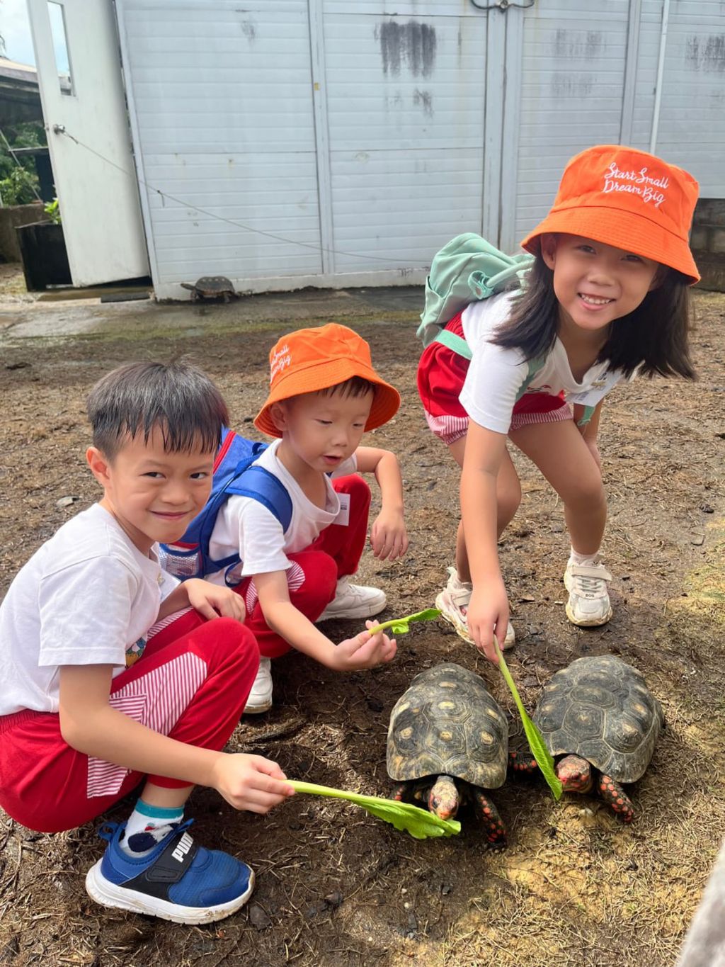 SSDB: Shell Squad - Save the Sea Turtles — photo 6