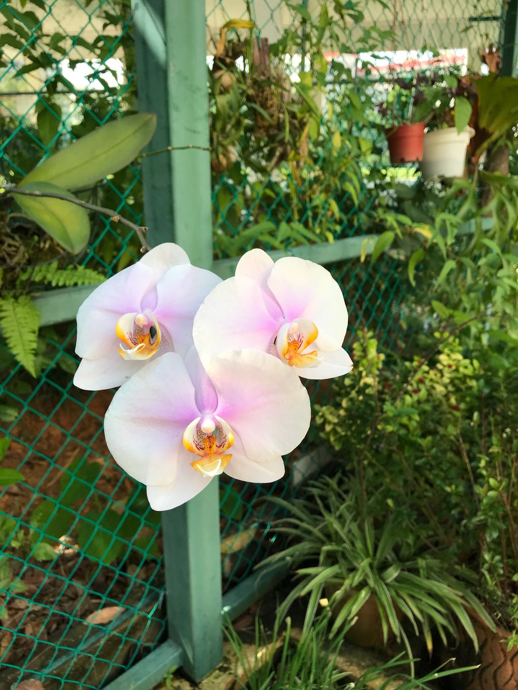 Learning Journey to Mdm Lalitha’s experiential garden — photo 3