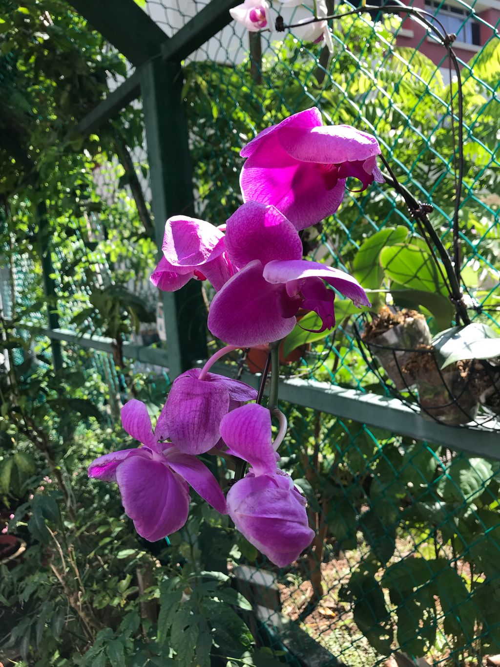 Learning Journey to Mdm Lalitha’s experiential garden — photo 4