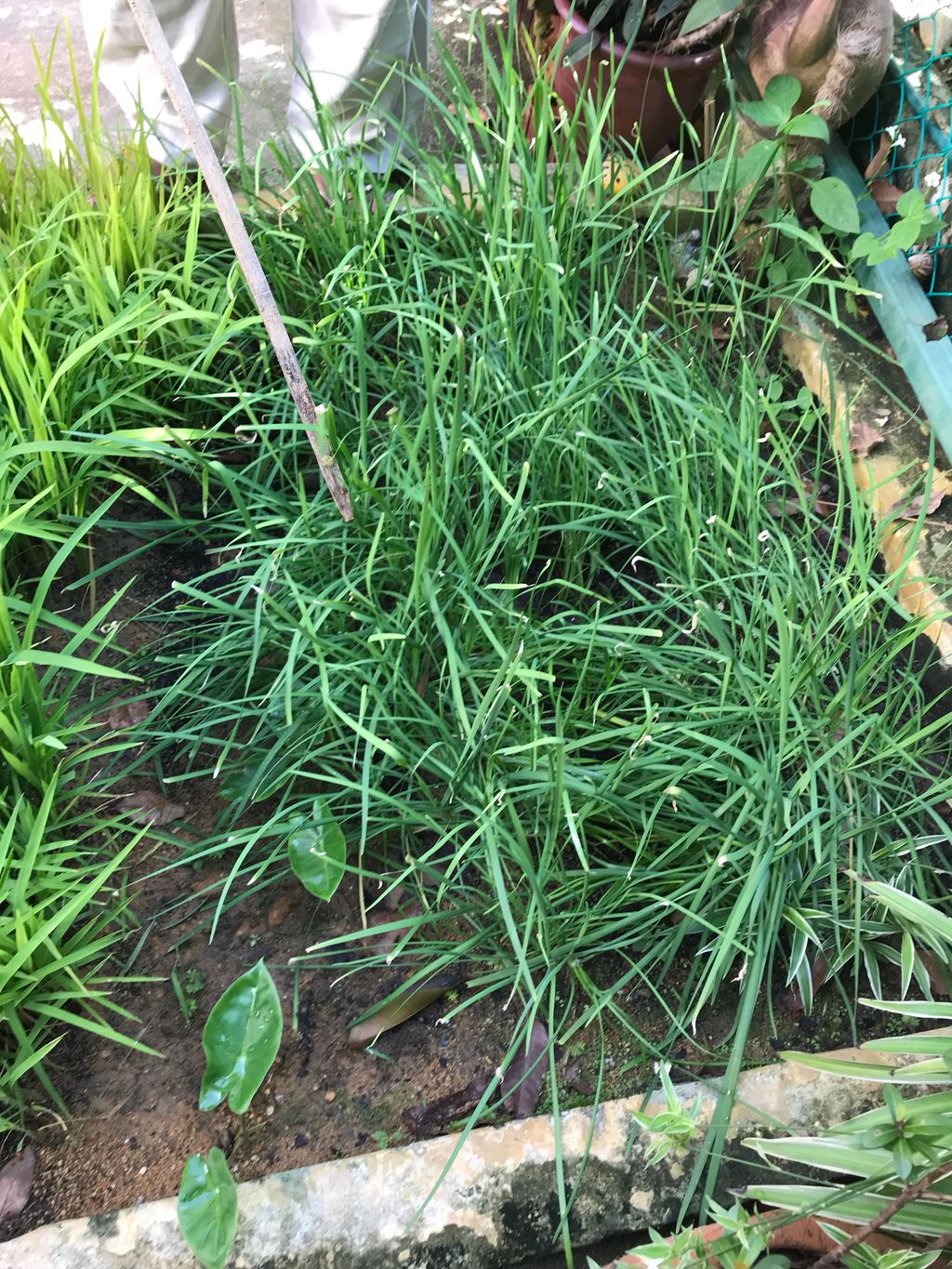 Learning Journey to Mdm Lalitha’s experiential garden — photo 5