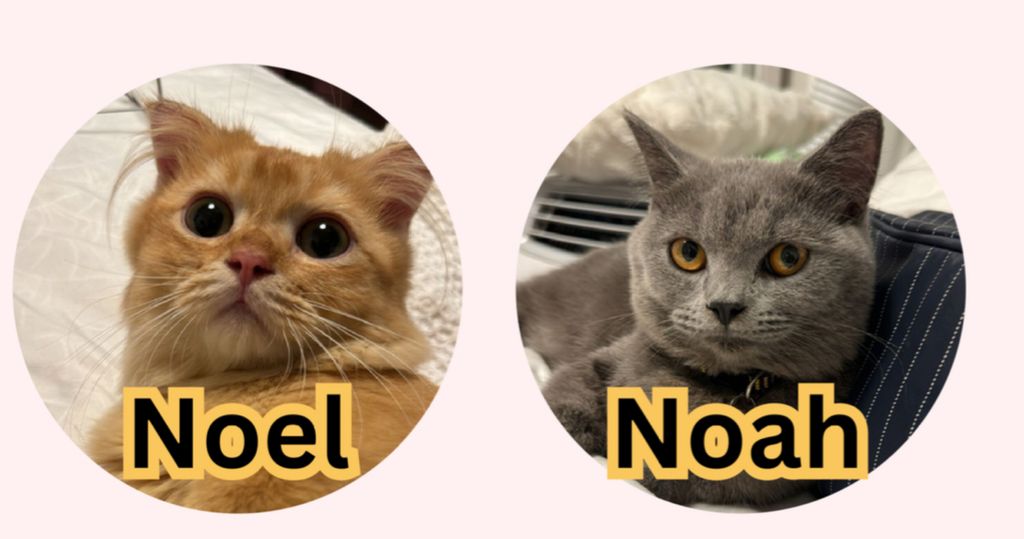 Our Hands-On Experience with Angel Paws furry friends, Noel and Noah!