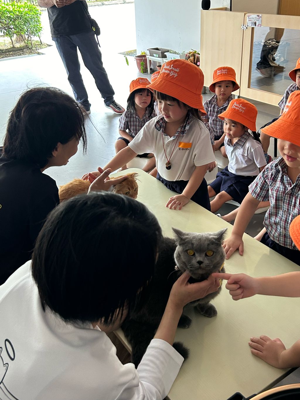 Our Hands-On Experience with Angel Paws furry friends, Noel and Noah! — photo 1
