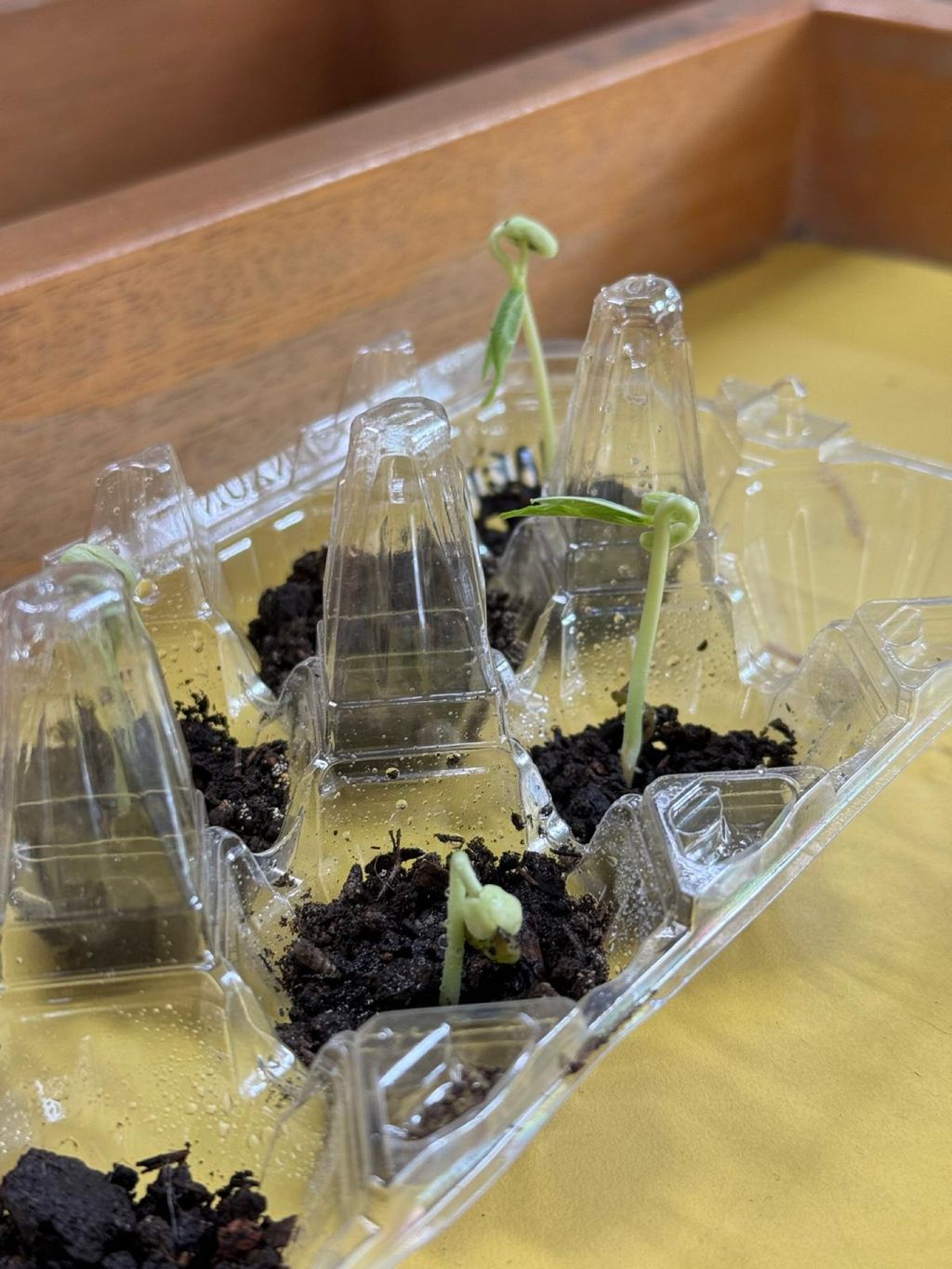 Growing our Plants Together! — photo 1