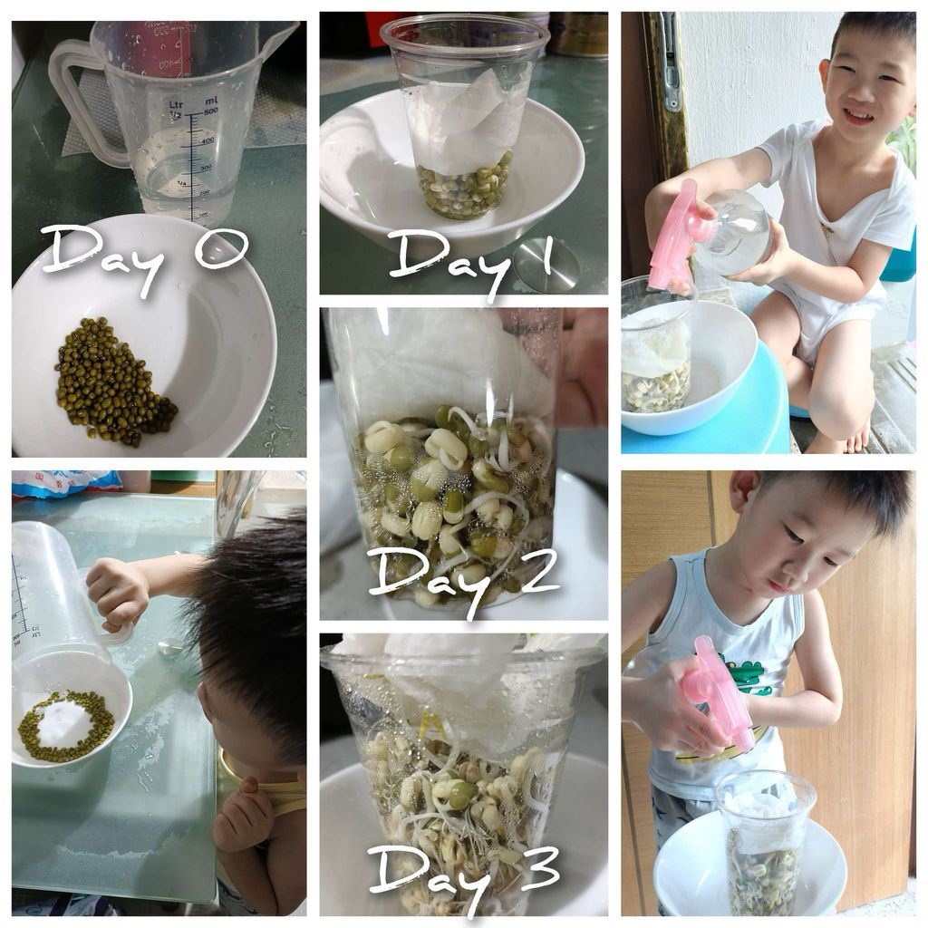 Leafy Discoveries at Gardens by the Bay and Sprouting Fun and Sustainable Eating — photo 2