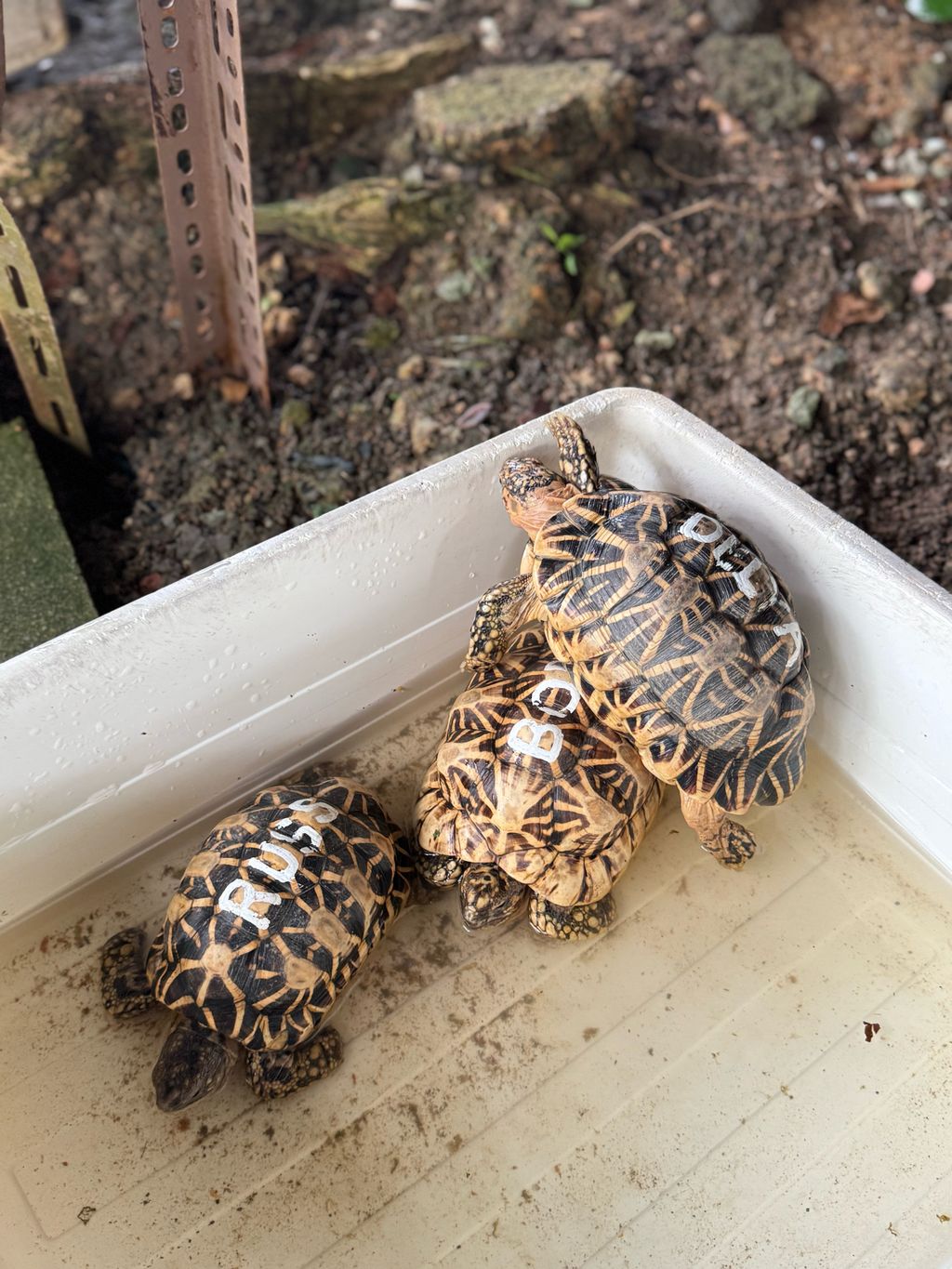 🐢 A Visit to ACRES: Meeting Wild Lives, Sparking Wild Hearts — photo 2
