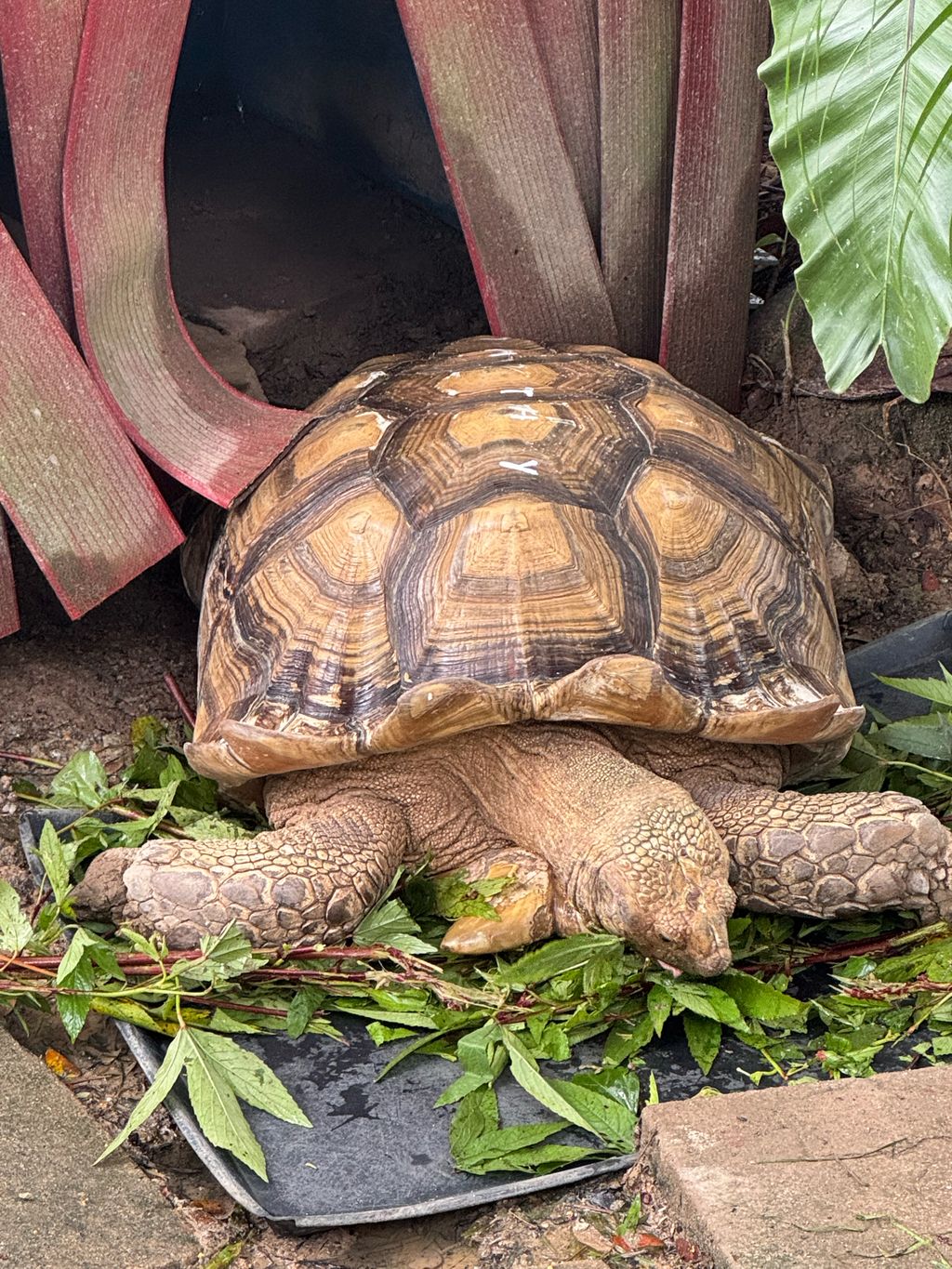 🐢 A Visit to ACRES: Meeting Wild Lives, Sparking Wild Hearts — photo 4