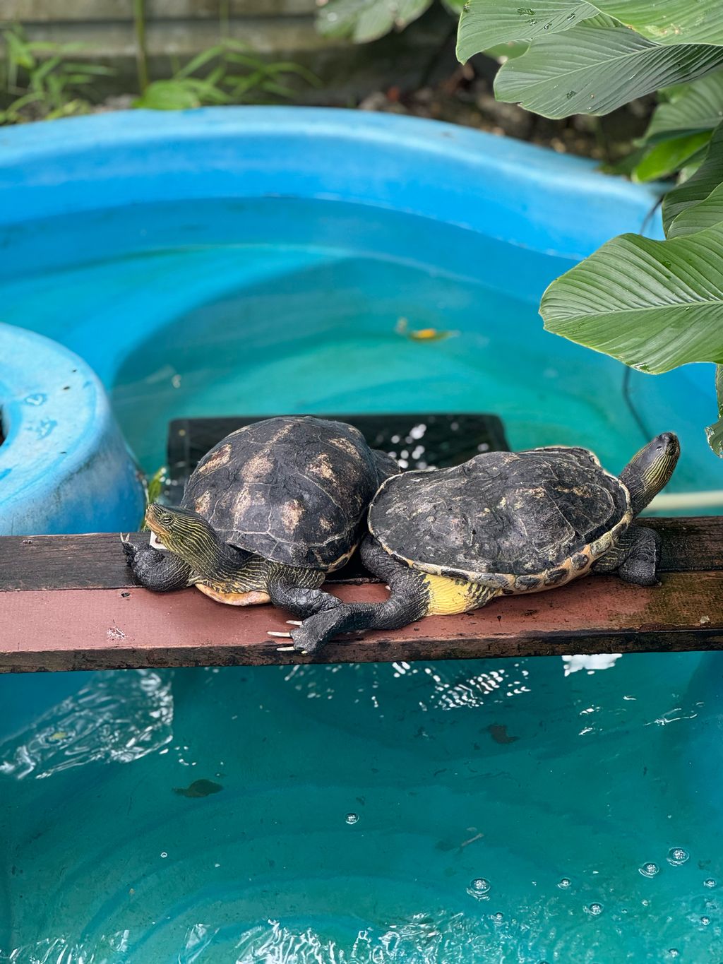 🐢 A Visit to ACRES: Meeting Wild Lives, Sparking Wild Hearts — photo 4
