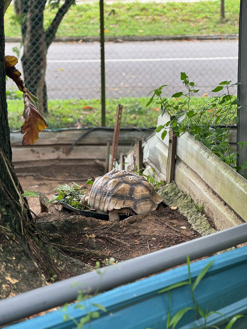 🐢 A Visit to ACRES: Meeting Wild Lives, Sparking Wild Hearts — photo 5