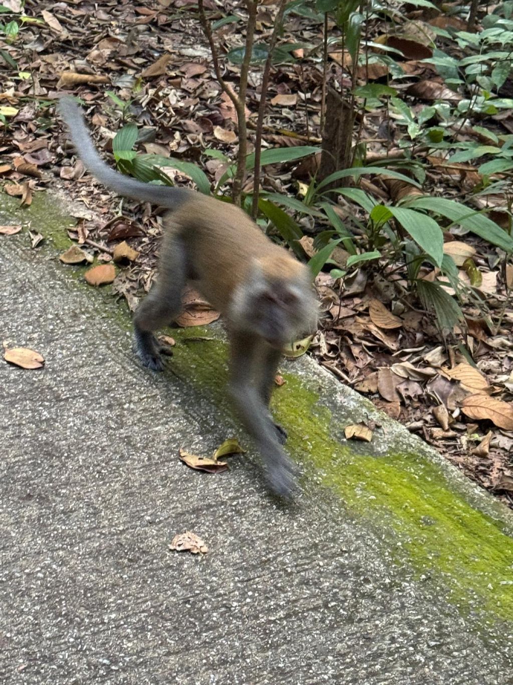 June Holiday Program - Campers hiking @Bukit Timah Hill — photo 1