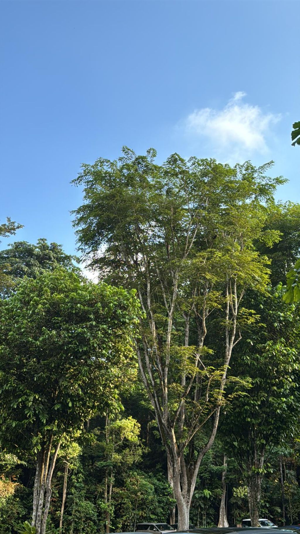 June Holiday Program - Campers hiking @Bukit Timah Hill — photo 2