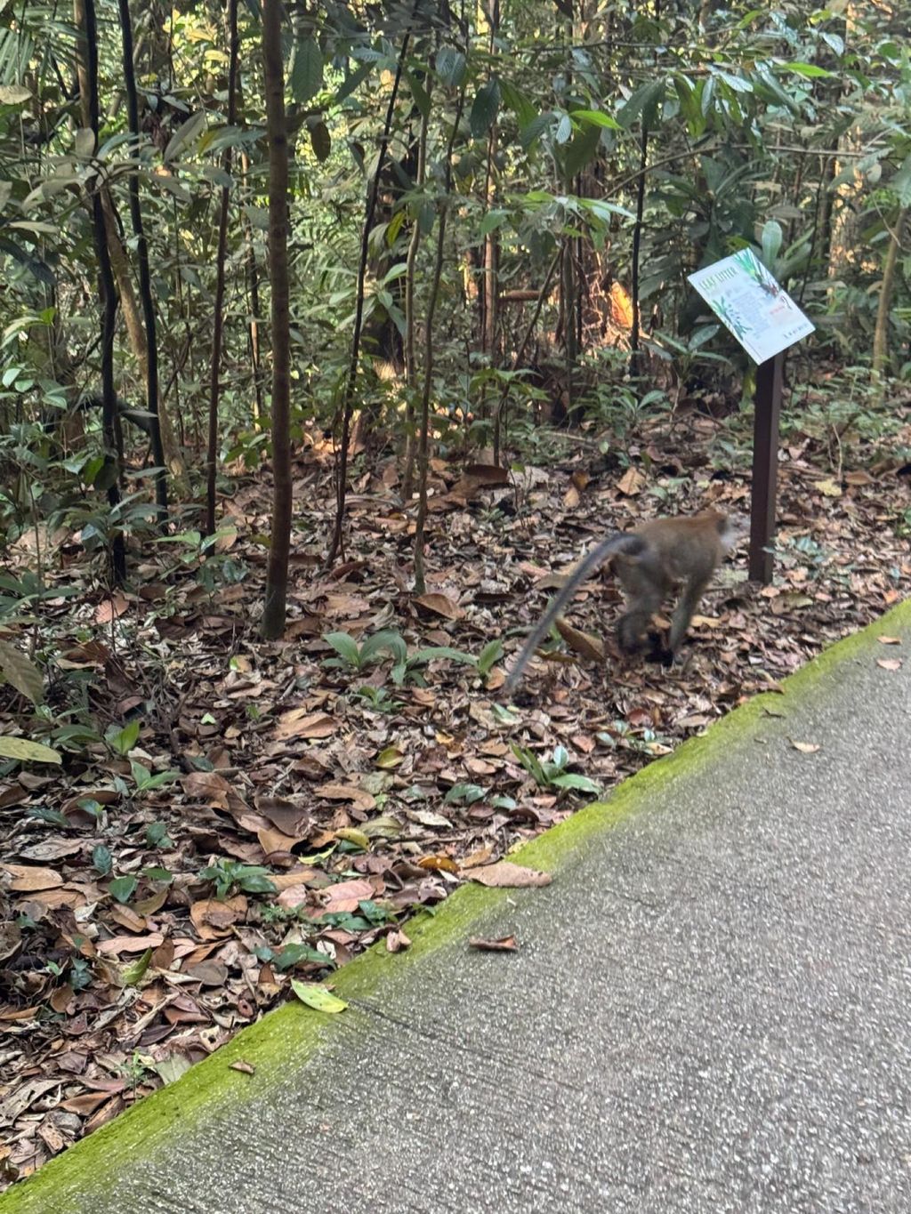 June Holiday Program - Campers hiking @Bukit Timah Hill — photo 3