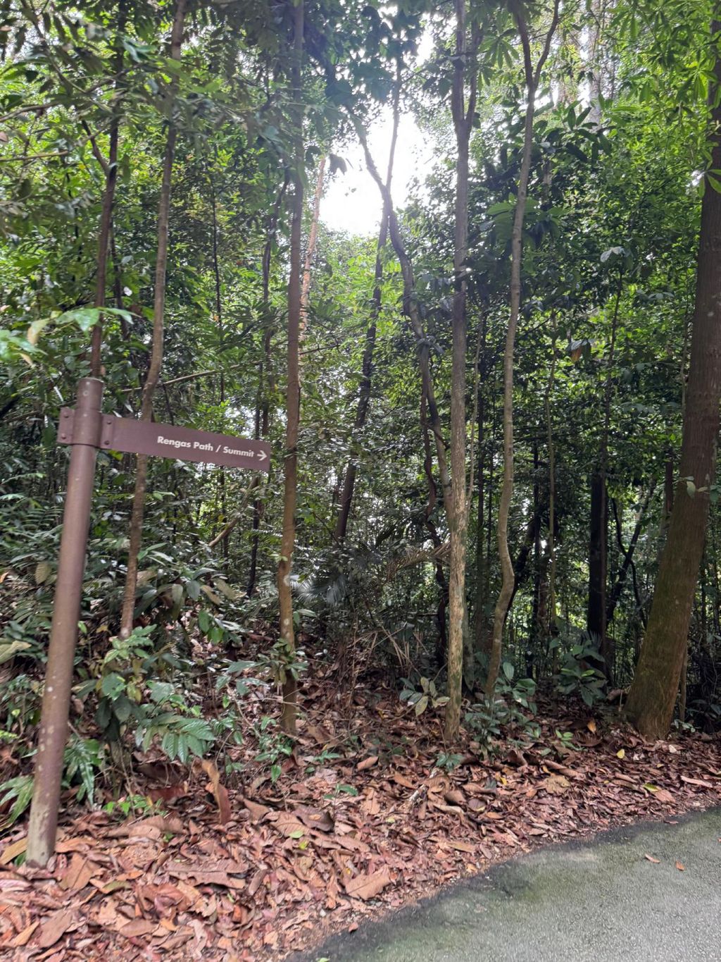 June Holiday Program - Campers hiking @Bukit Timah Hill — photo 5