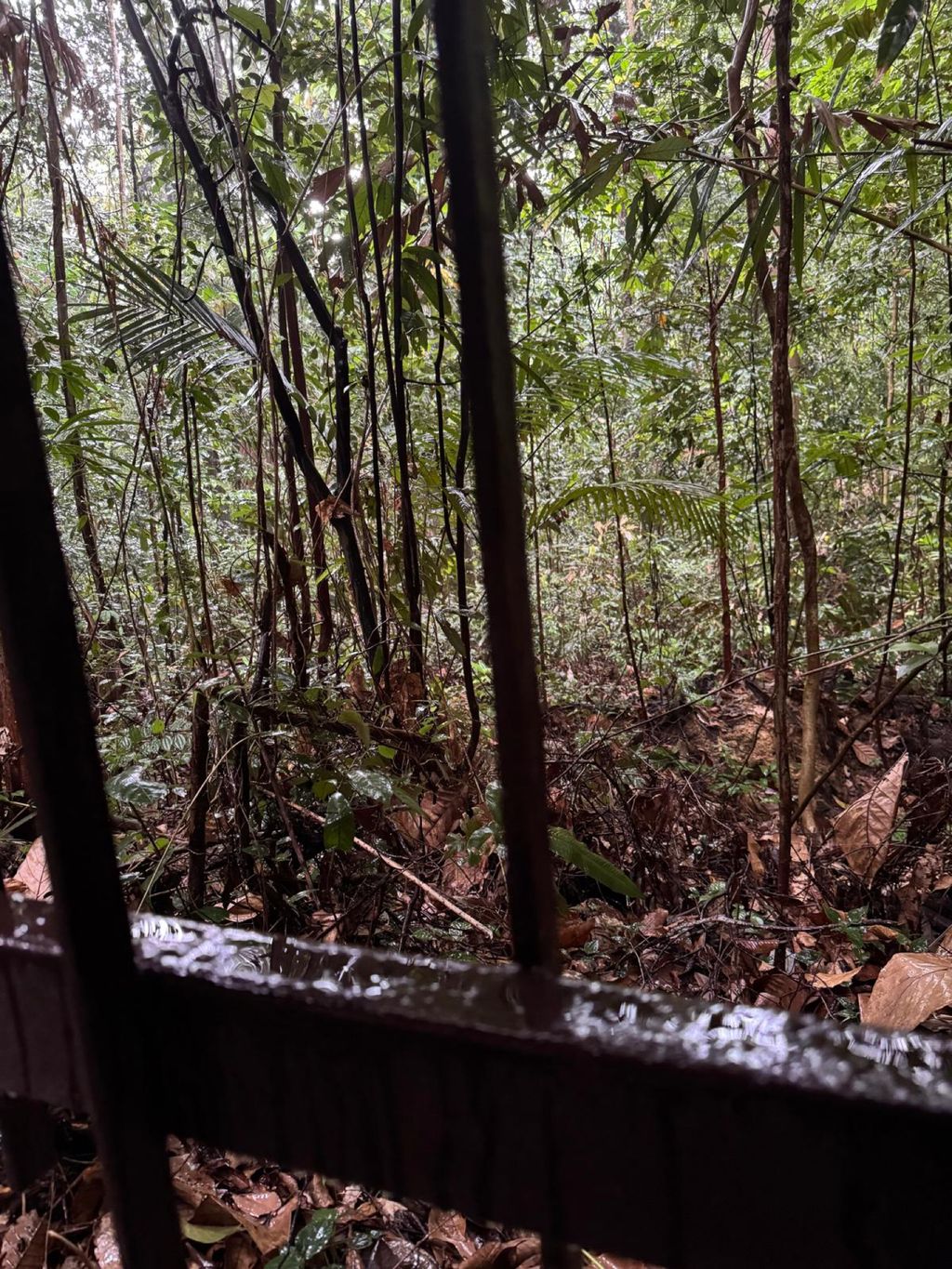 June Holiday Program - Campers hiking @Bukit Timah Hill — photo 7