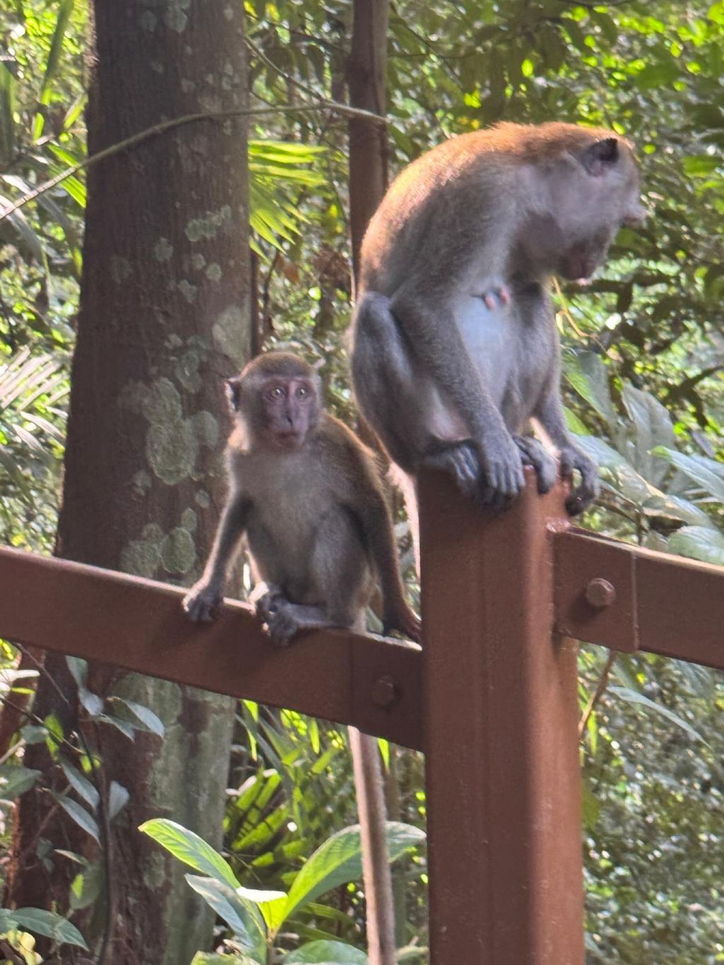 June Holiday Program - Campers hiking @Bukit Timah Hill — photo 9