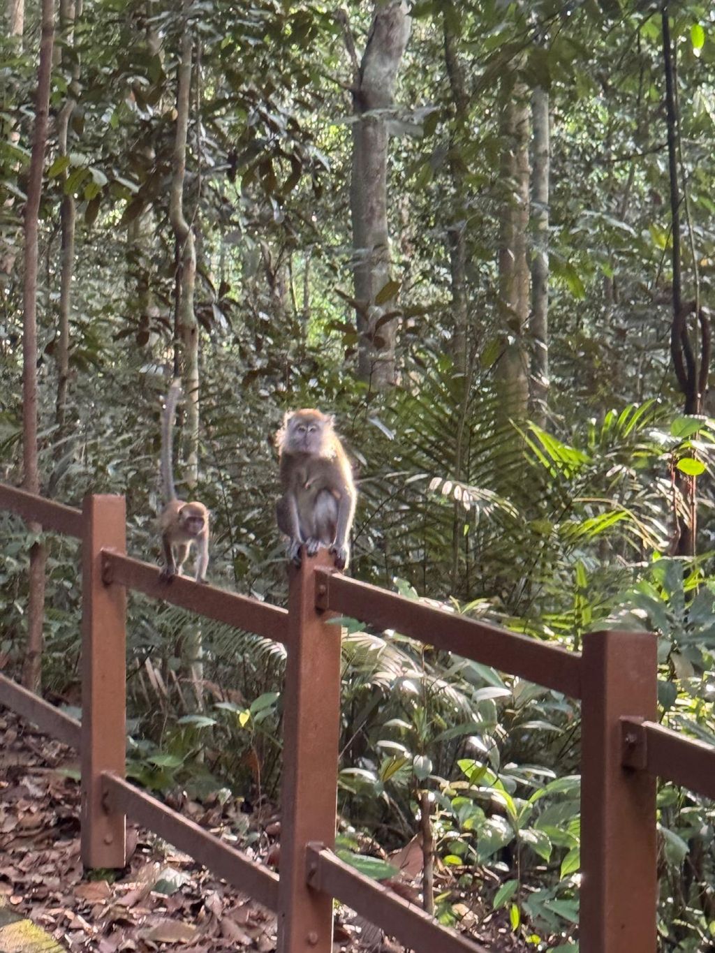 June Holiday Program - Campers hiking @Bukit Timah Hill — photo 11