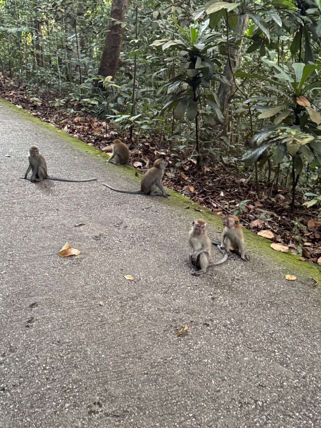 June Holiday Program - Campers hiking @Bukit Timah Hill — photo 12