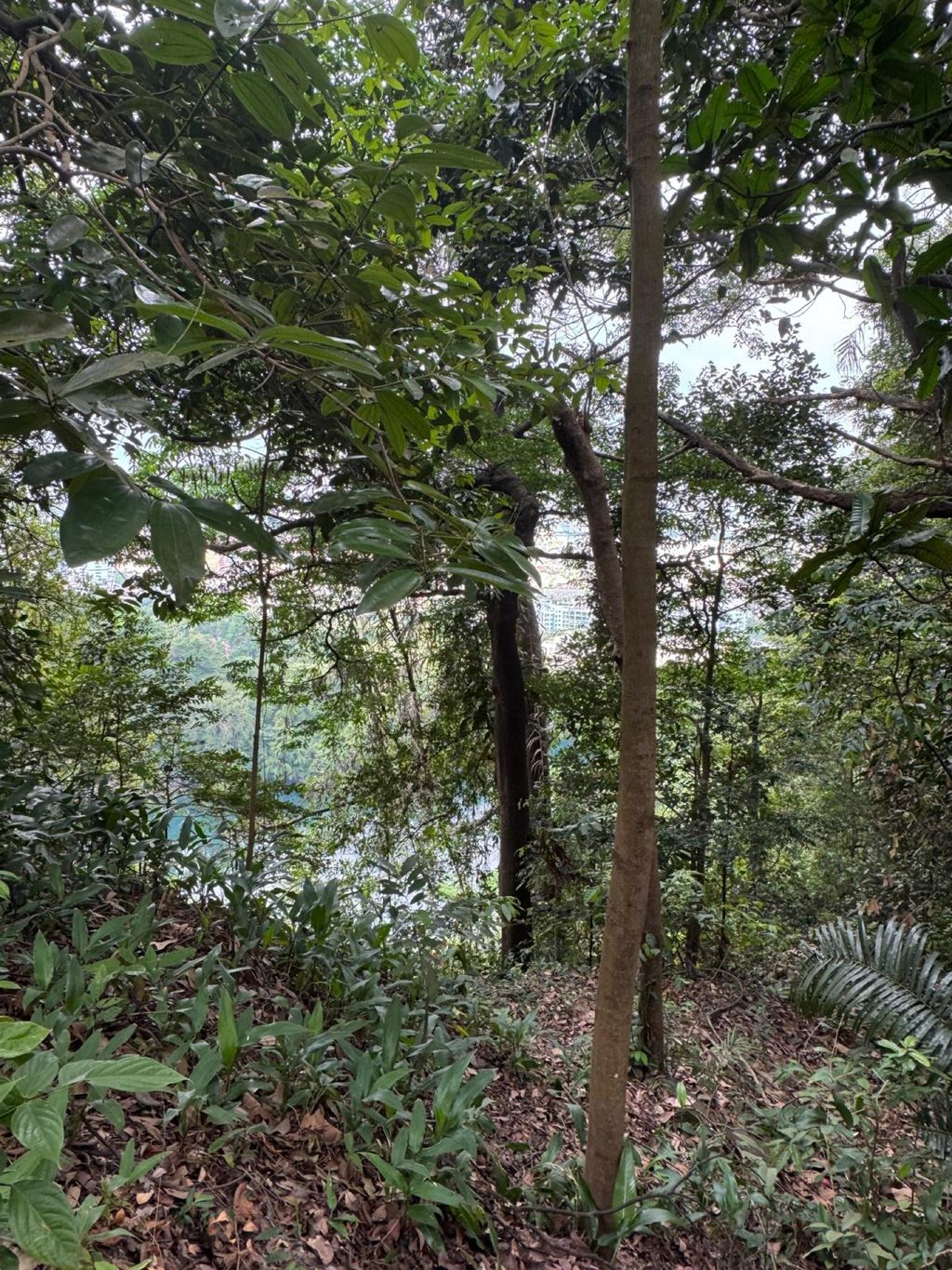 June Holiday Program - Campers hiking @Bukit Timah Hill — photo 13