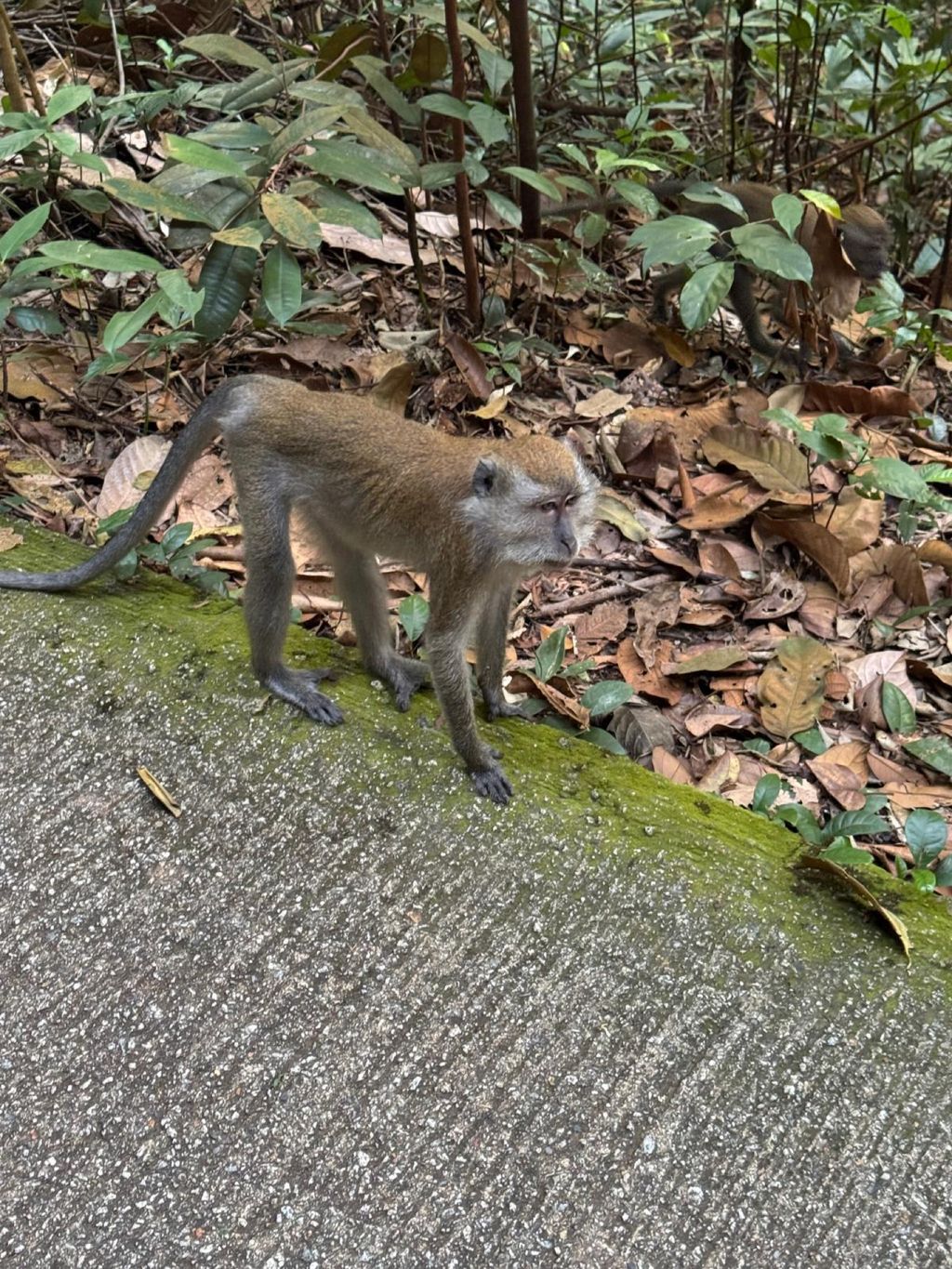 June Holiday Program - Campers hiking @Bukit Timah Hill — photo 14