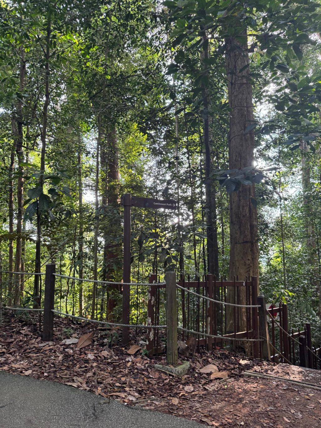 June Holiday Program - Campers hiking @Bukit Timah Hill — photo 15