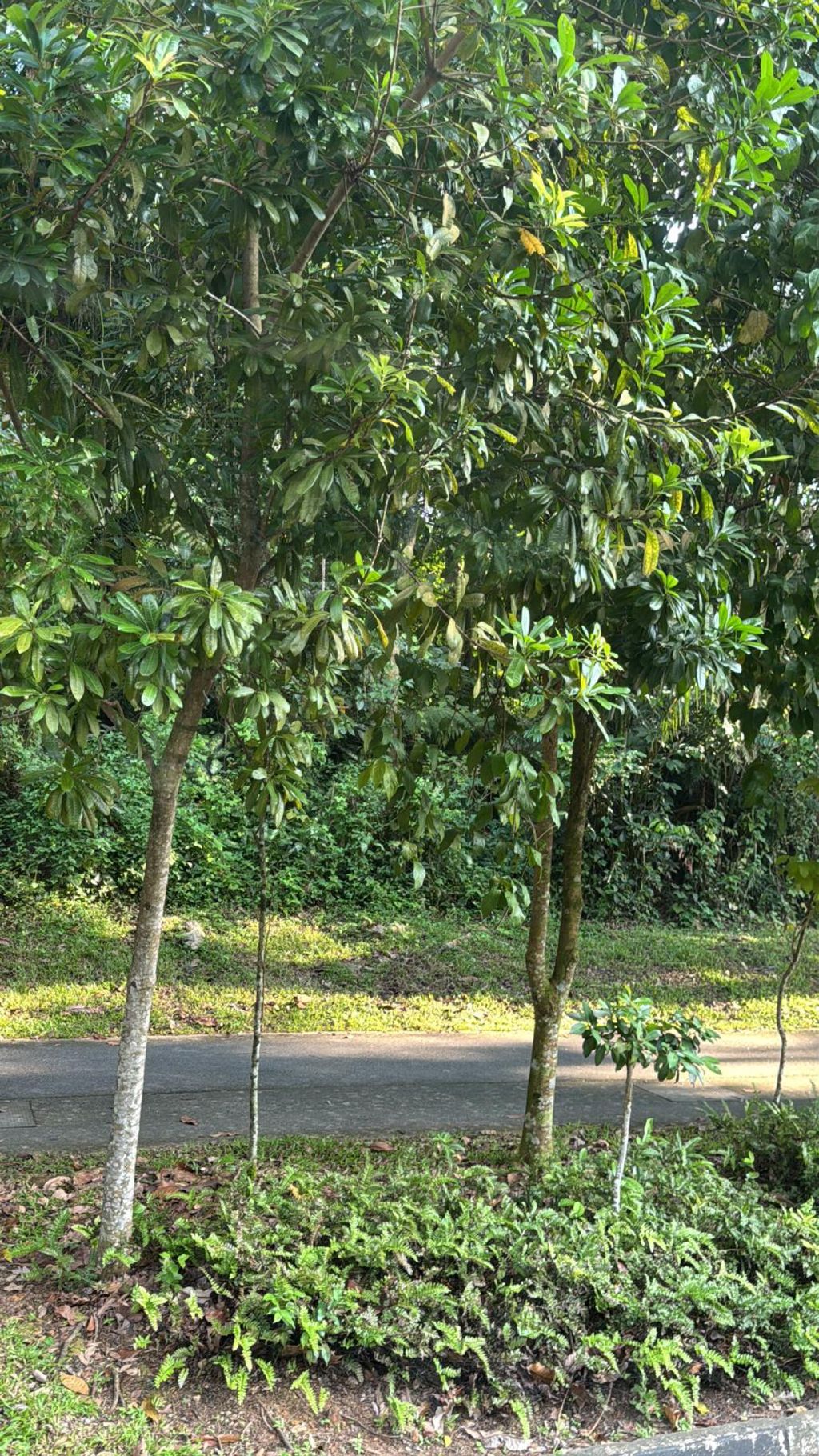 June Holiday Program - Campers hiking @Bukit Timah Hill — photo 16