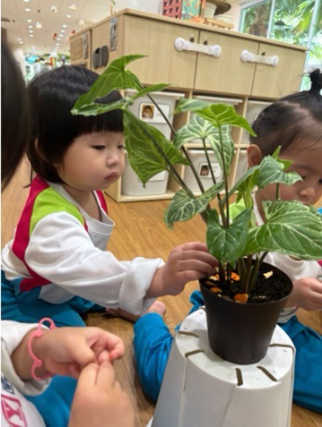 Sustainability in Plants — photo 3