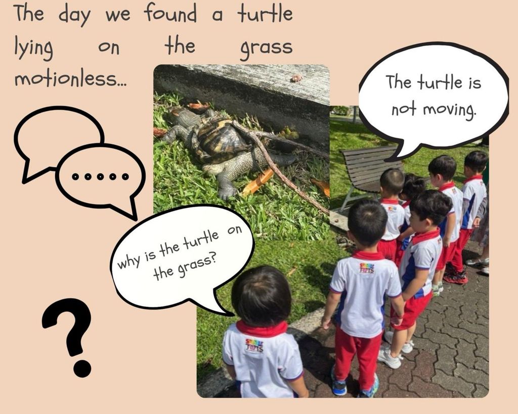 Caring for Sea Creatures