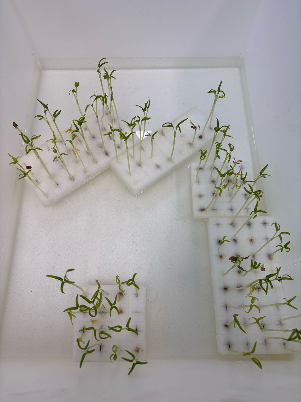 Promoting Healthy Living - Introduction to Hydroponics — photo 5