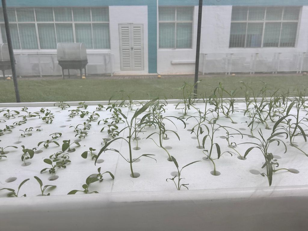 Promoting Healthy Living - Introduction to Hydroponics — photo 3