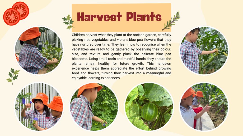 SSDB - Plants to Plates — photo 8