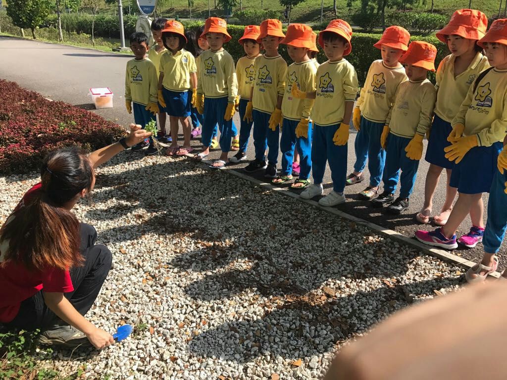 NurtureStars Punggol is who we are & Nature-loving is what we are! — photo 12