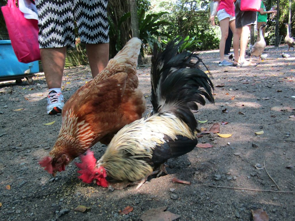 Mama, Papa, Ah Kong, Ah Ma, Animals and I! NurtureStars Punggol's Pre Nursery 1s' Learning Journey to the Animal Resort to promote inter-generational family bonding and love for animals! — photo 2