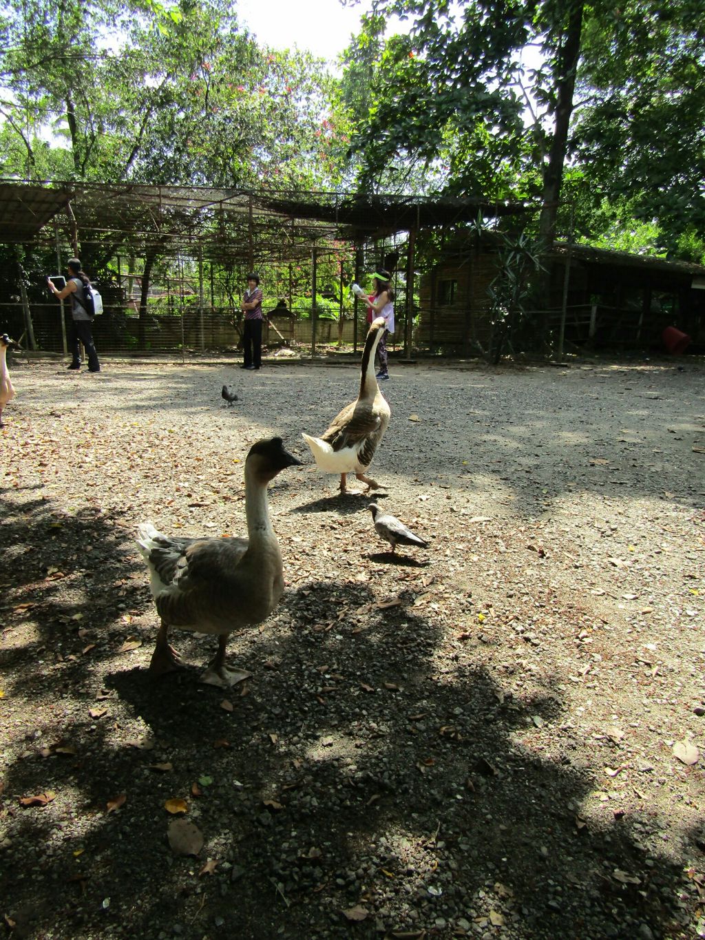 Mama, Papa, Ah Kong, Ah Ma, Animals and I! NurtureStars Punggol's Pre Nursery 1s' Learning Journey to the Animal Resort to promote inter-generational family bonding and love for animals! — photo 4