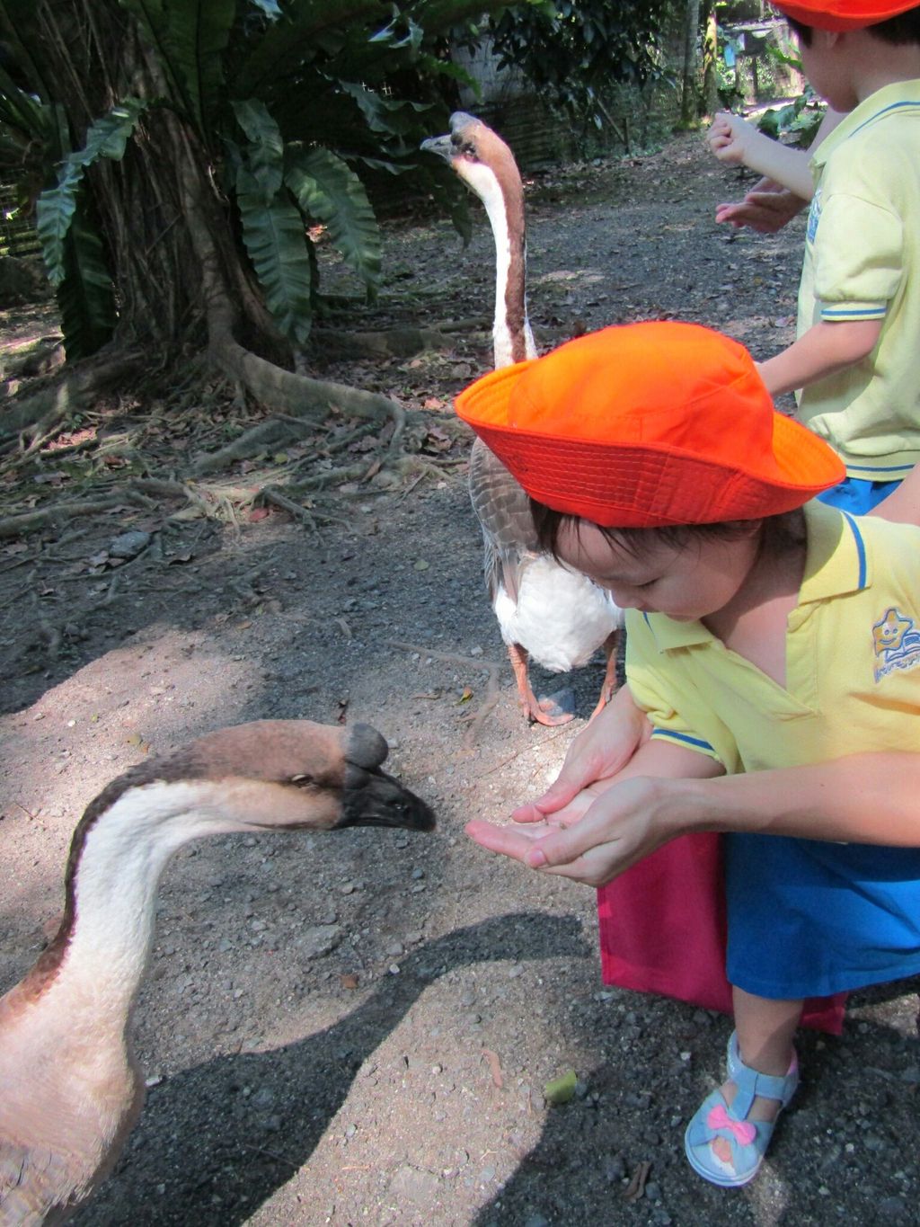 Mama, Papa, Ah Kong, Ah Ma, Animals and I! NurtureStars Punggol's Pre Nursery 1s' Learning Journey to the Animal Resort to promote inter-generational family bonding and love for animals! — photo 5