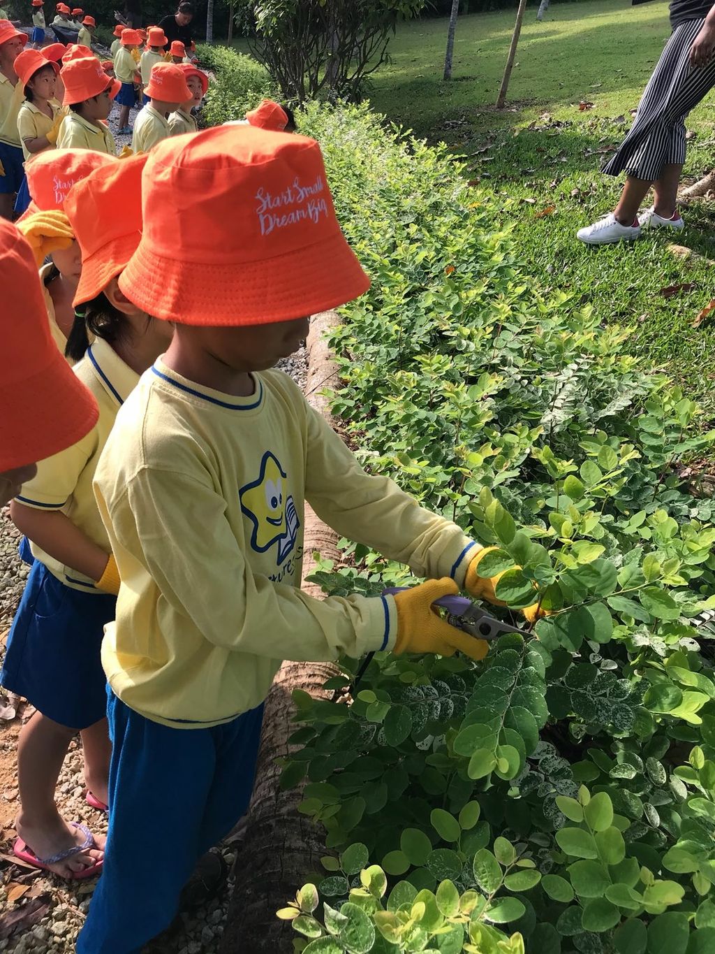 NurtureStars Punggol nurturing Punggol Waterway Park through pruning & park clean up in August 2018! — photo 3