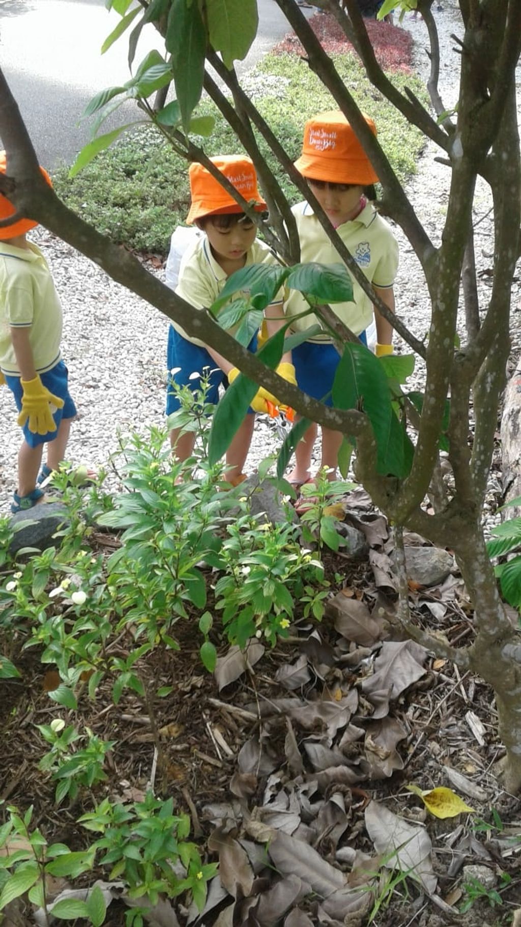 NurtureStars Punggol nurturing Punggol Waterway Park through pruning & park clean up in August 2018! — photo 16
