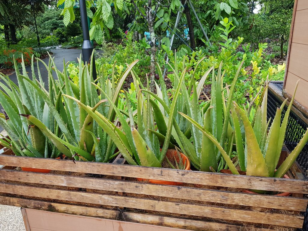 Little Green Hands @ work by MY World @Tampines Changkat — photo 4