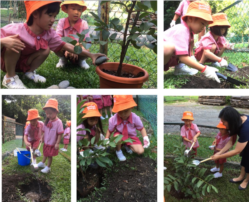 SSDB 2018 Launch Party: Tree Planting