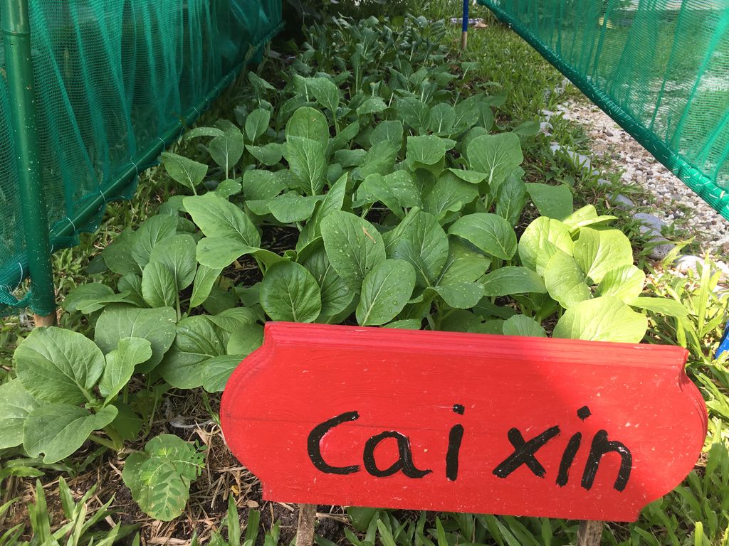 Love Spreads from the Garden - Witness the Growth of Our Children and Plants