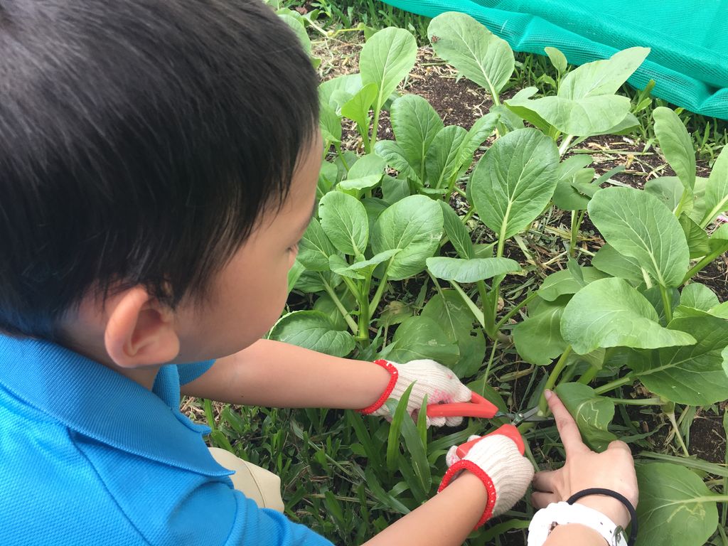 Love Spreads from the Garden - Witness the Growth of Our Children and Plants — photo 1