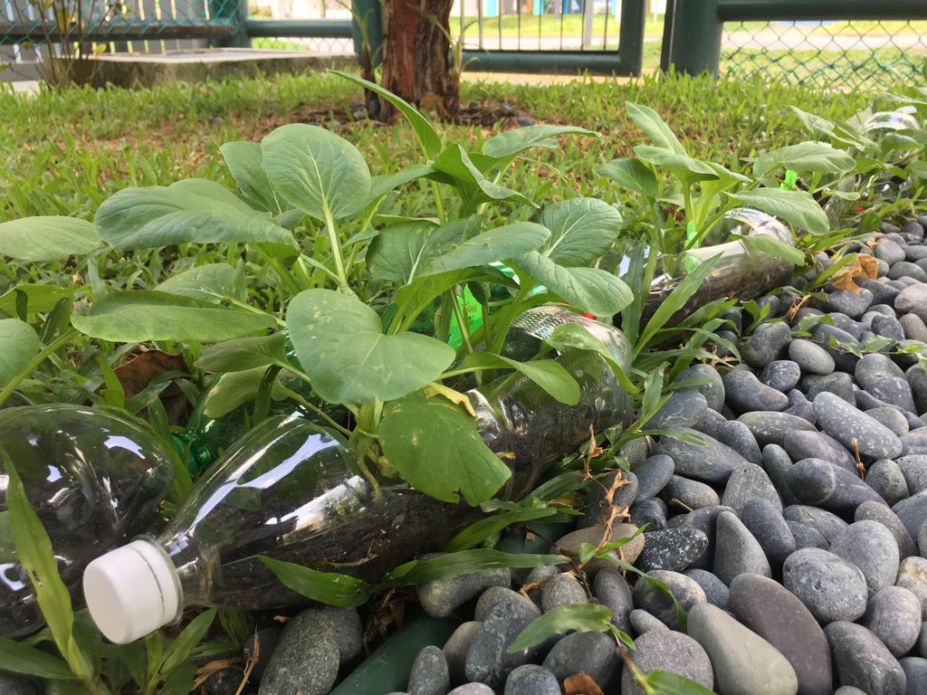 Love Spreads from the Garden - When the Love for Nature Reproduces — photo 2