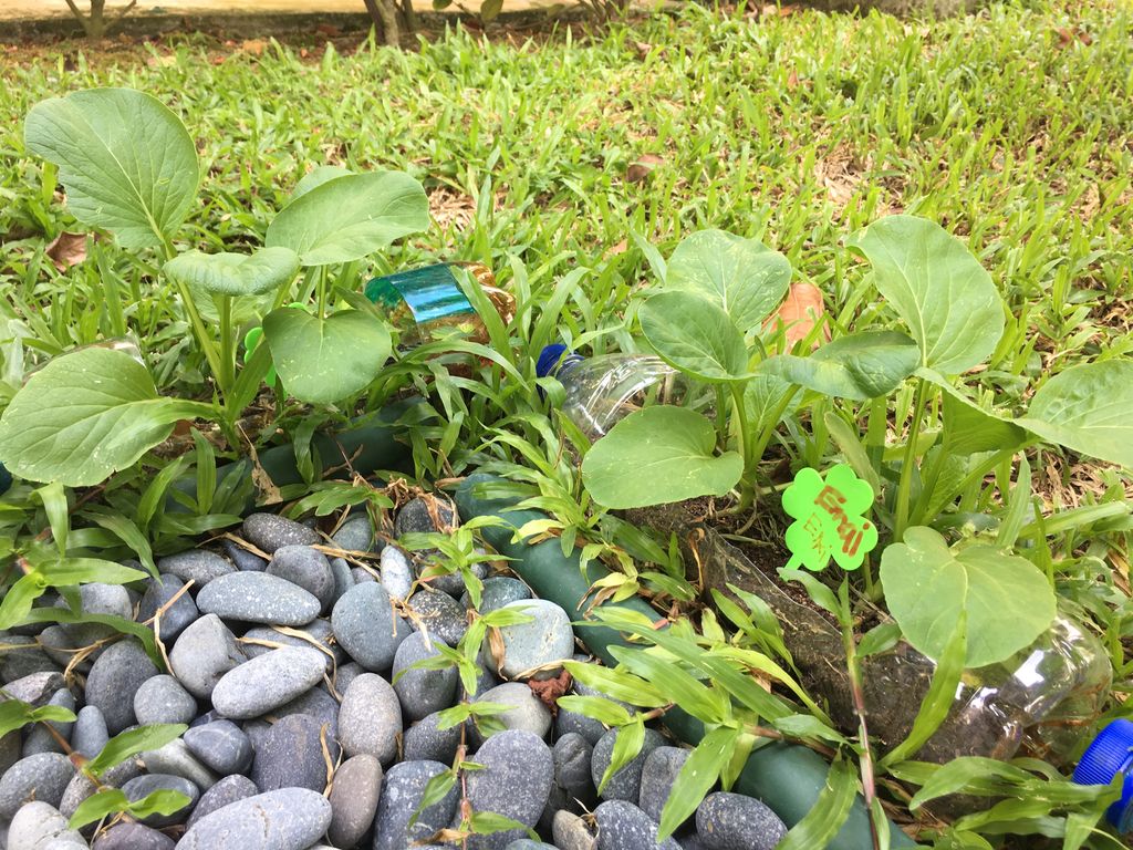 Love Spreads from the Garden - When the Love for Nature Reproduces — photo 3