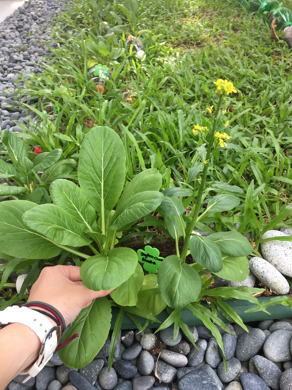 Love Spreads from the Garden - When the Love for Nature Reproduces — photo 1