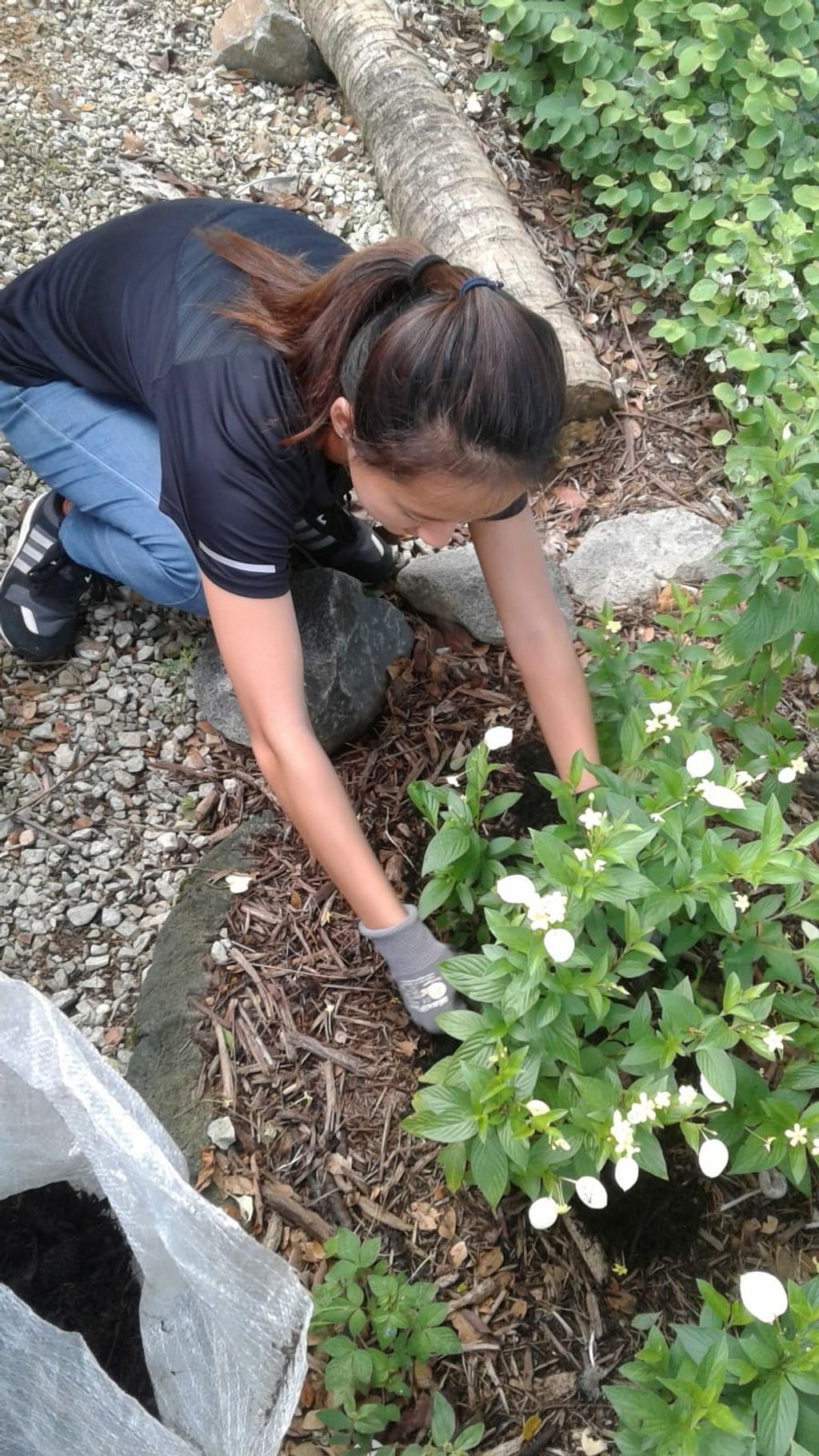 NurtureStars Punggol nurturing Punggol Waterway Park through organic mulching! — photo 1