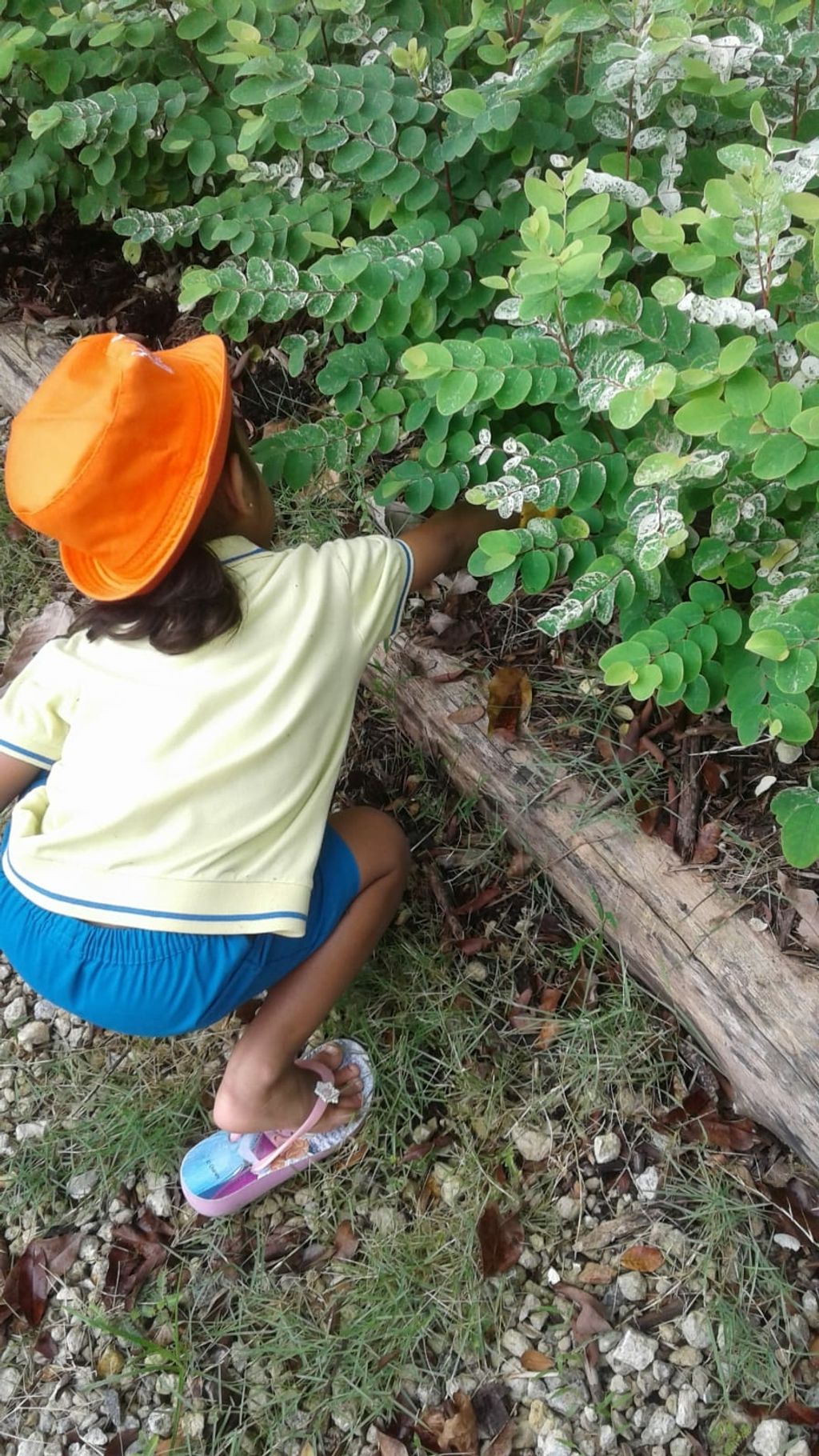 NurtureStars Punggol nurturing Punggol Waterway Park through organic mulching! — photo 3